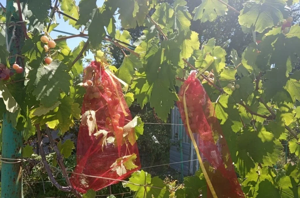 Мешочки для винограда от насекомых и вредителей с завязками 25 шт сетки ос | Дом