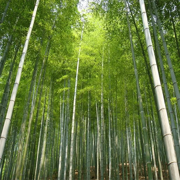 СЕМЕНА БАМБУКА MOSO (PHYLLOSTACHYS EDULIS) 20 шт | Дом и сад
