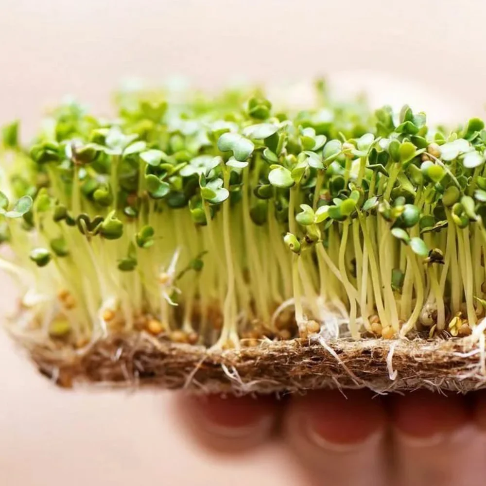 Микрозелень розмарин. Микрозелень без земли. Посев микрозелени без земли. Микрозелень кресс-салат. Высадка микрозелени.