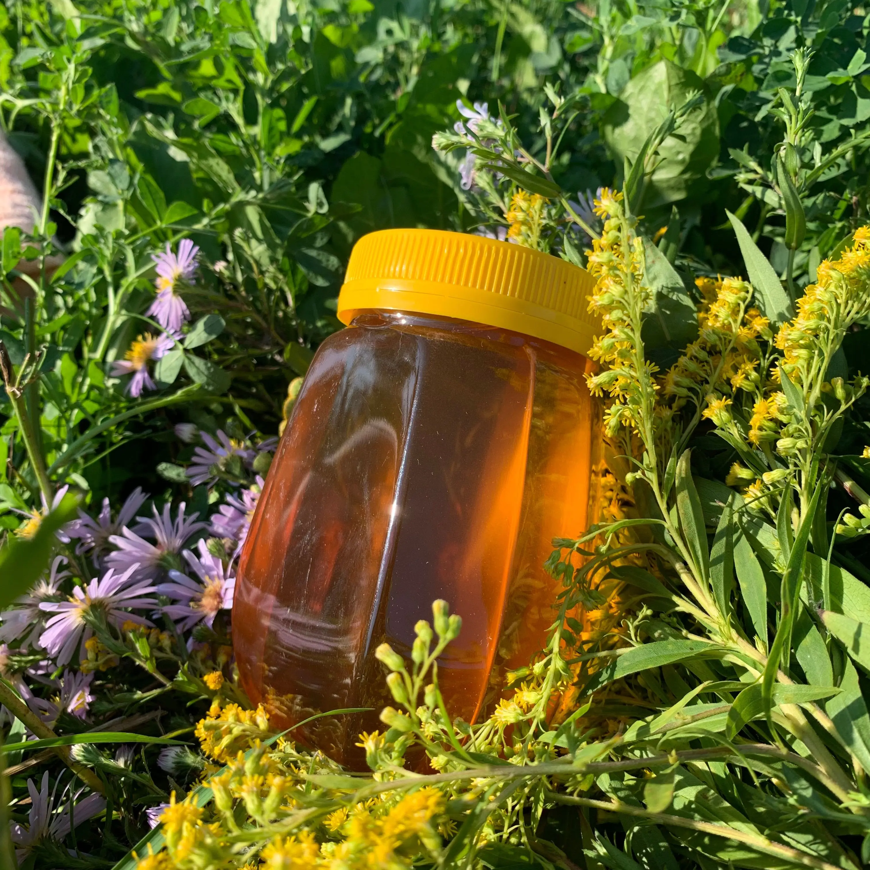 Мёд Разнотравье Цветочный Алтайский Натуральный 550 гр купить чай мед Алтай slash glass