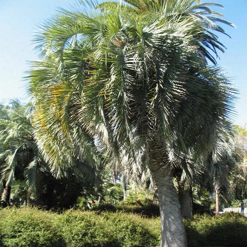 Бутия Головчатая ( лат. Butia Capitata ) Семена 5шт + подарочные семена|Семена| |