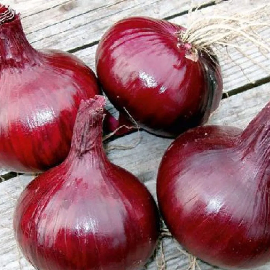 севок ред барон. красный репчатый лук семена. плод лука красного. лук ред булл f1 (50 шт. семена лук репчатый «красный салатный».