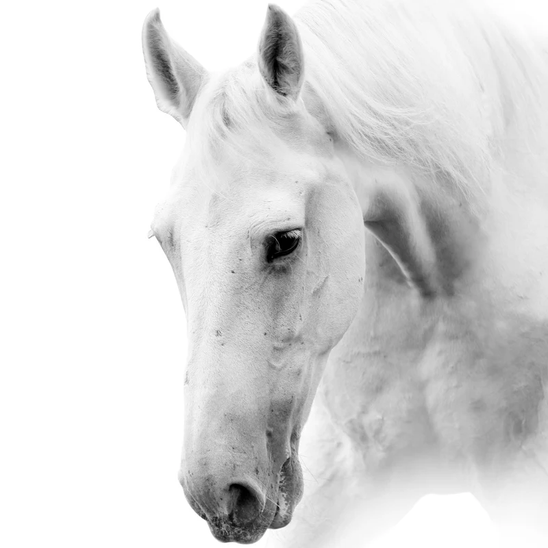 

Nordic Black And White Horse Wall Art Canvas Prints Modern Animal Horses Photography Painting Pictures for Living Room Decor