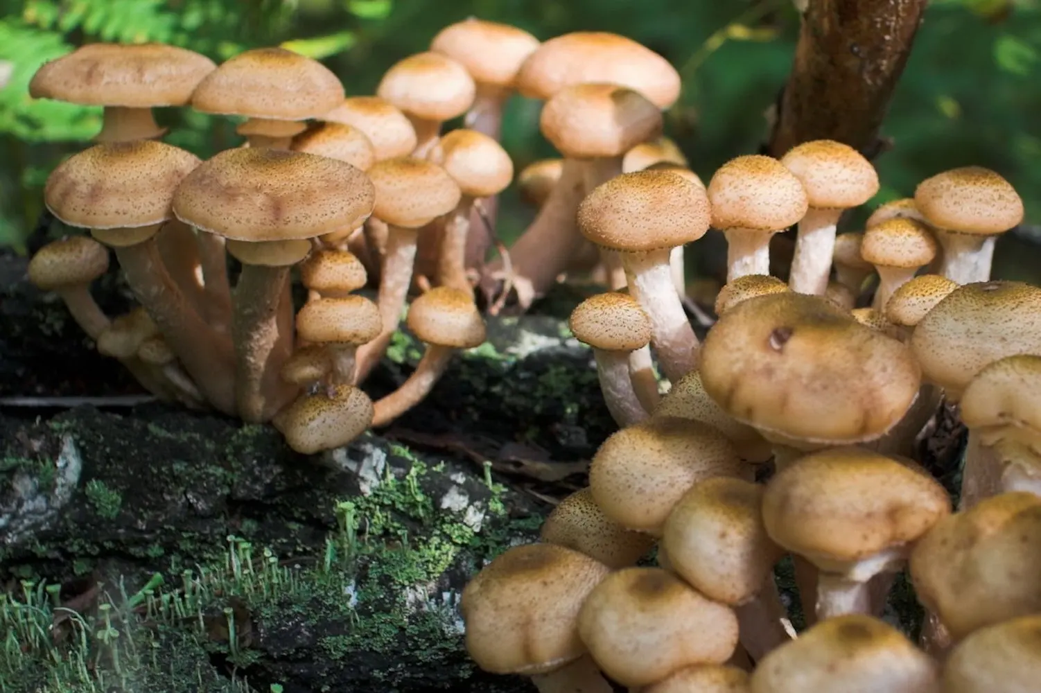 Лесные опята съедобные. Опята пеньковые ложные. Гриб опёнок осенний. Земляные опята. Опяты.