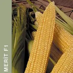 

MERIT Msr Tohumu (1 Kg)