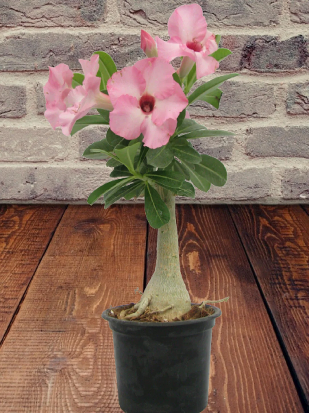 АДЕНИУМ Pink rose семена цветы |