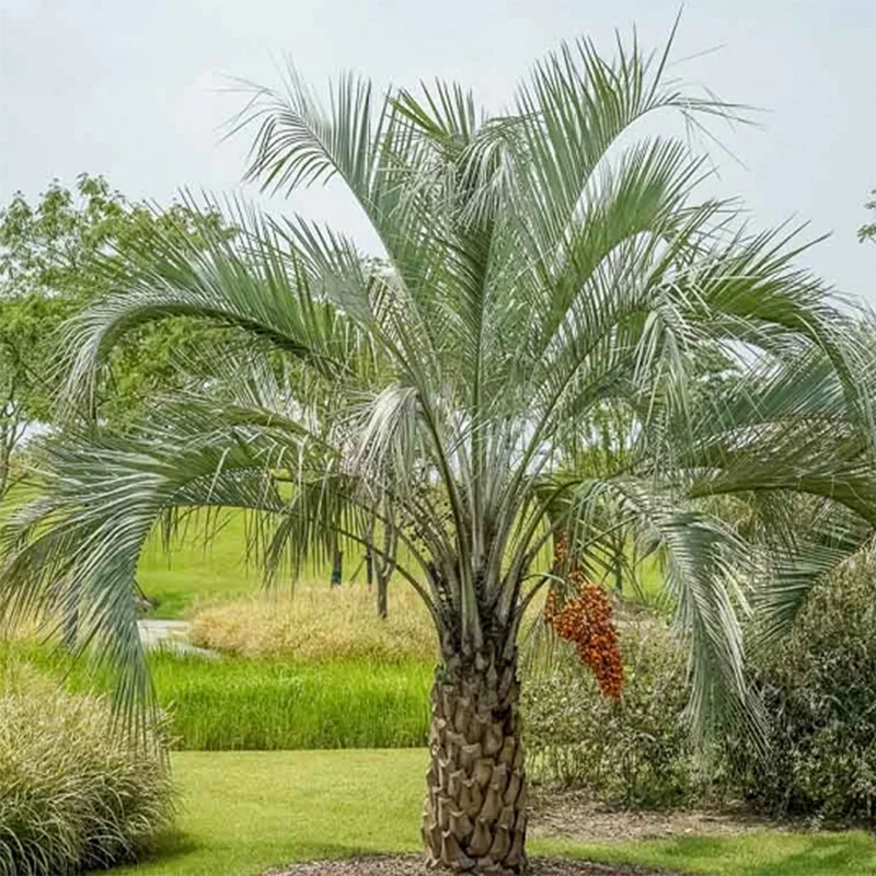 Бутия Головчатая ( лат. Butia Capitata ) Семена 5шт + подарочные семена|Семена| |