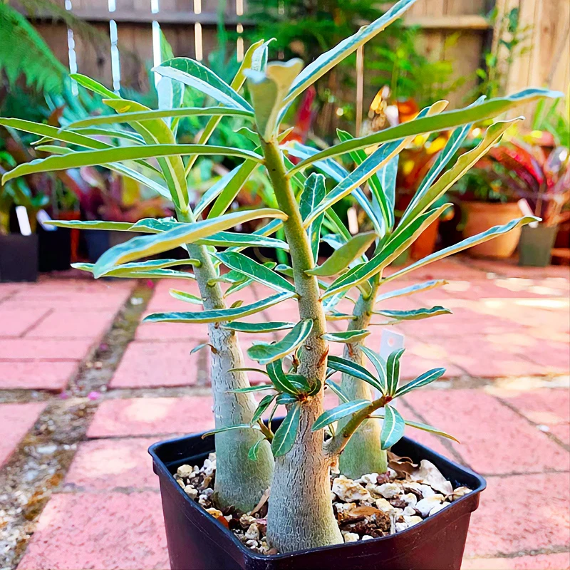 адениум обесум микс. адениум сорт тайские. лесландия адениум. лесландия адениум. адениум фантом.