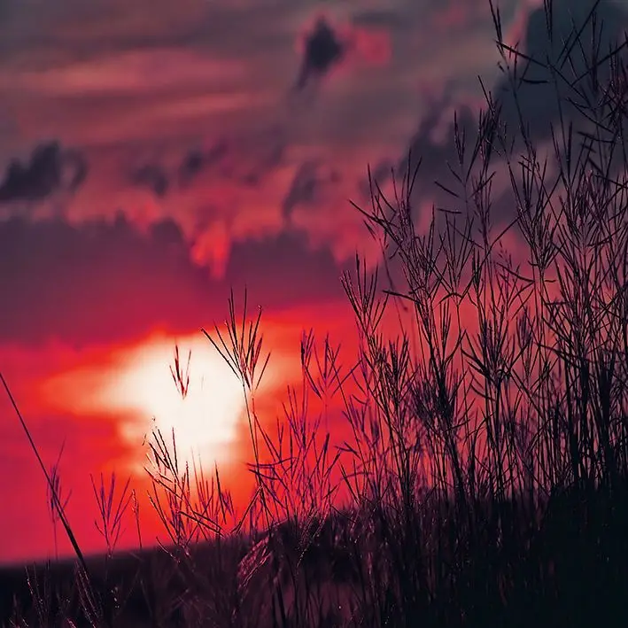 

Curtain Grass Background with Romantic Sunset Cloudy Sky Wild Nature Peaceful Evening Scenery Purple Red Black