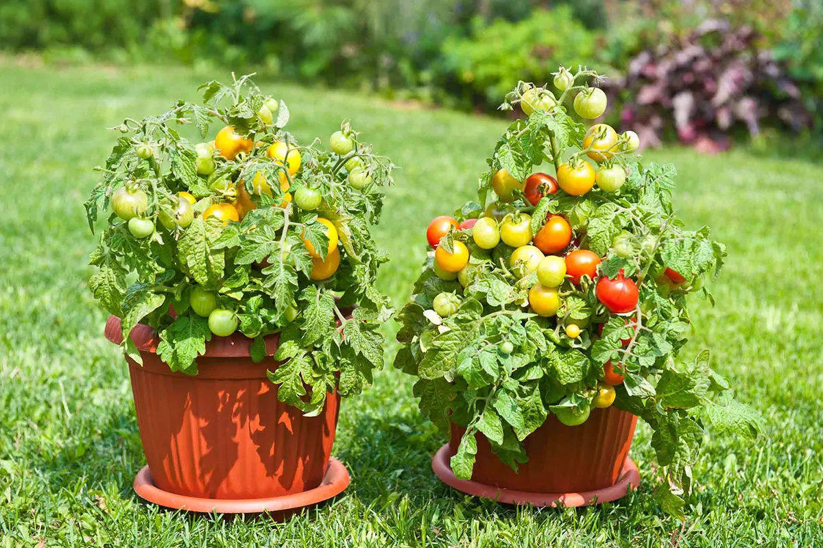 сорт черри минибел. томат черри горшечный. томаты черри на огороде. томат черри балконное чудо.