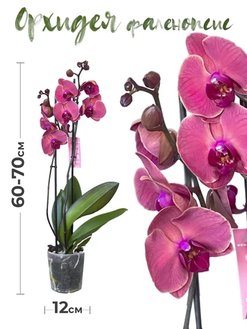Растение комнатное GRIN Store Орхидея фаленопсис 1 ствол 12 дм живой цветок в горшке для декора дома и офиса , фиолет. РС00004