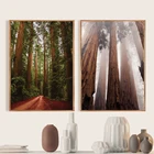 Красное дерево, фотография, плакат, Художественная печать, Эврика, Калифорния, норкал, Фогги, лес, природа, Картина на холсте, домашний декор стен