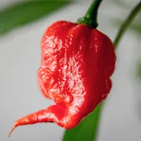 Семена перца, отличный сорт!#5