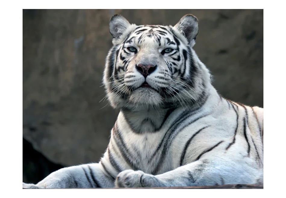 Wall mural-Tiger Bengal at the zoo - 200x154 cm | Обустройство дома