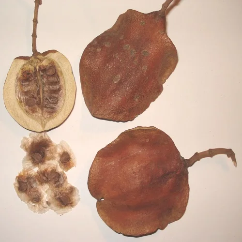 ЖАКАРАНДА комнатное растение семена цветы |