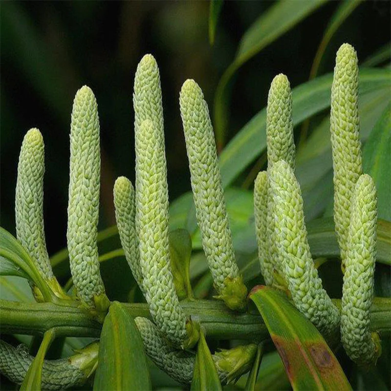 Ногоплодник Крупнолистный Семена 10шт + подарок|Семена| |