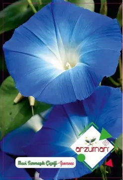 

Blue Ivy Flower Seed 30 Seeds