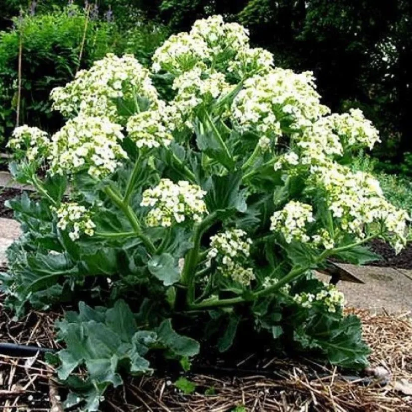 Купить Семена Хрена Для Посадки