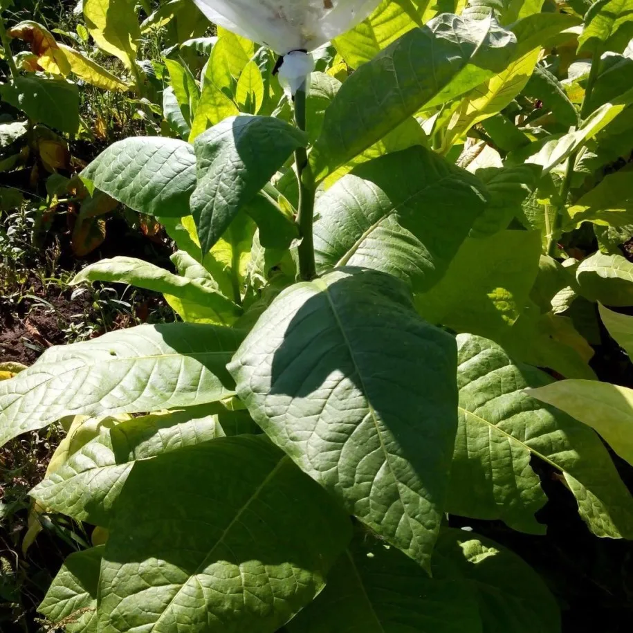 Сорта табаков берли. Кентукки берли табак. Сорта табаков берли. Сорта табаков берли. Сорт табака берли 9а.