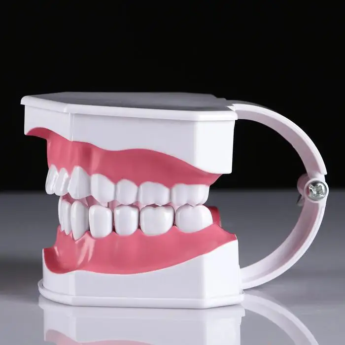 Макет 'Челюсти человека' 12*9см |