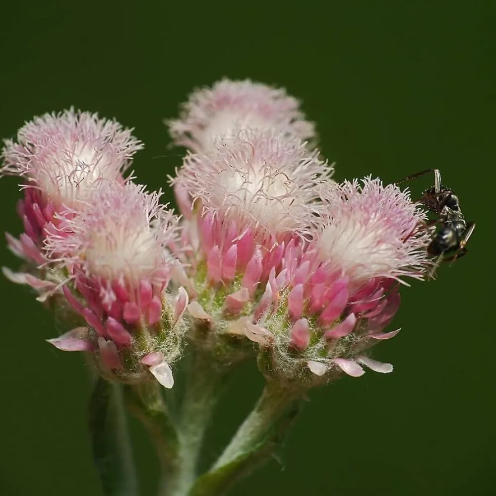 Кошачья лапка (антеннария двудомная) альба. Как выглядит кошачья лапка. Как выглядит кошачья лапка. Как выглядит кошачья лапка. Кошачья лапка (антеннария двудомная) альба.