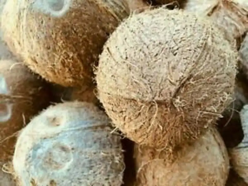 2 шт. половинки из кокосовой скорлупы высушенные на солнце |