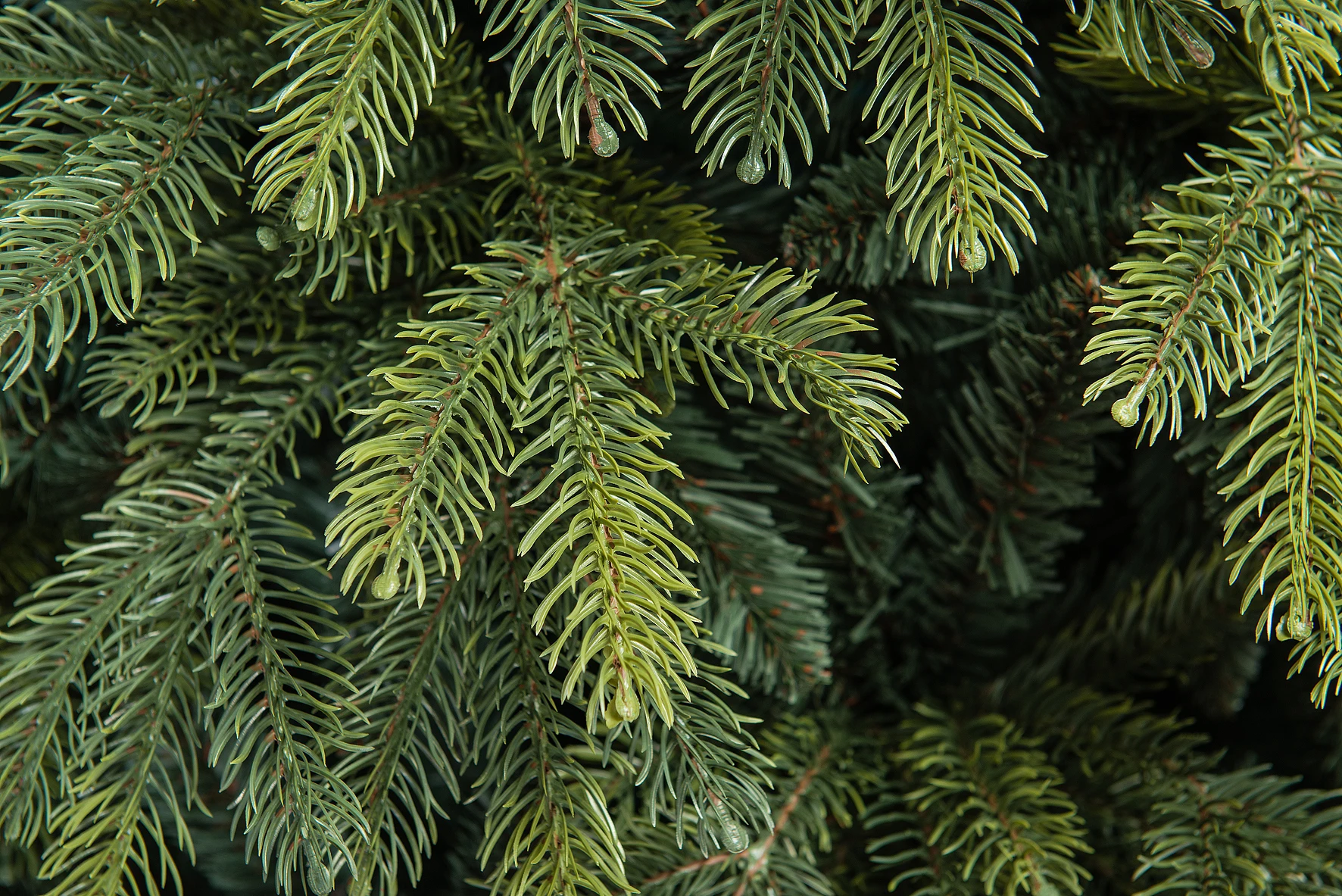 Искусственная елка Богемская, мягкая хвоя ПВХ+ Литая хвоя , ЕлкиТорг ...