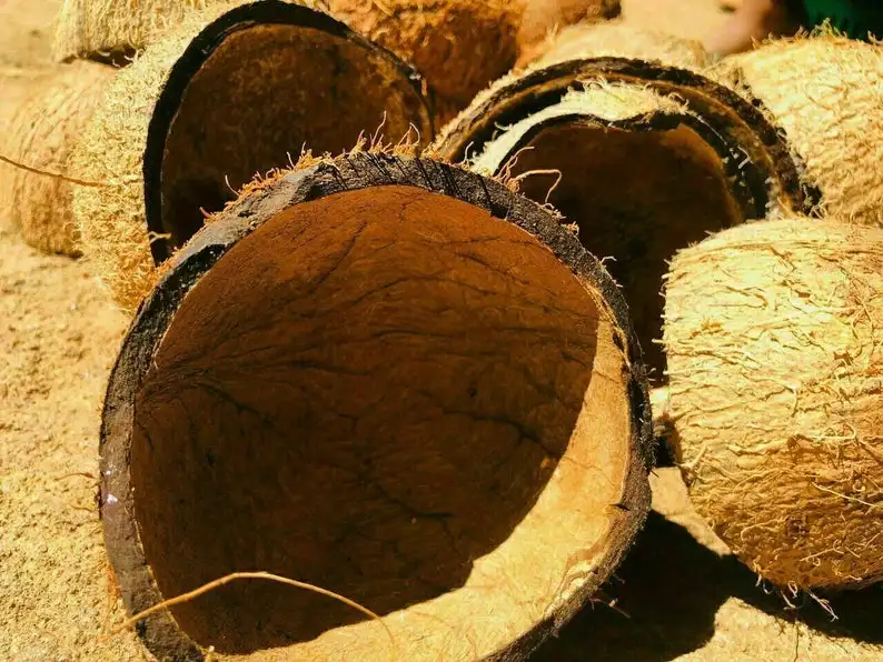 2 шт. половинки из кокосовой скорлупы высушенные на солнце |