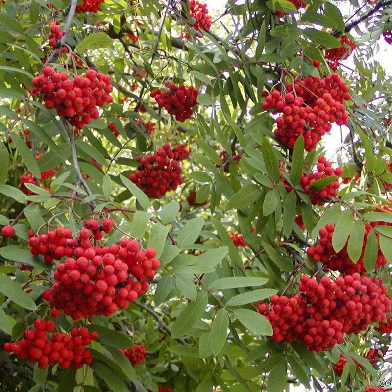 Калина ичанская (Viburnum ichangense) - Свежие семена 20 шт + подарок | Дом и сад