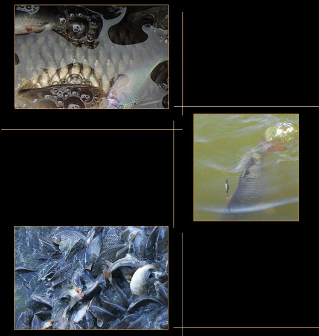 Летняя красная приманка для насекомых Рецепт готовой приманки ловли карпа сома