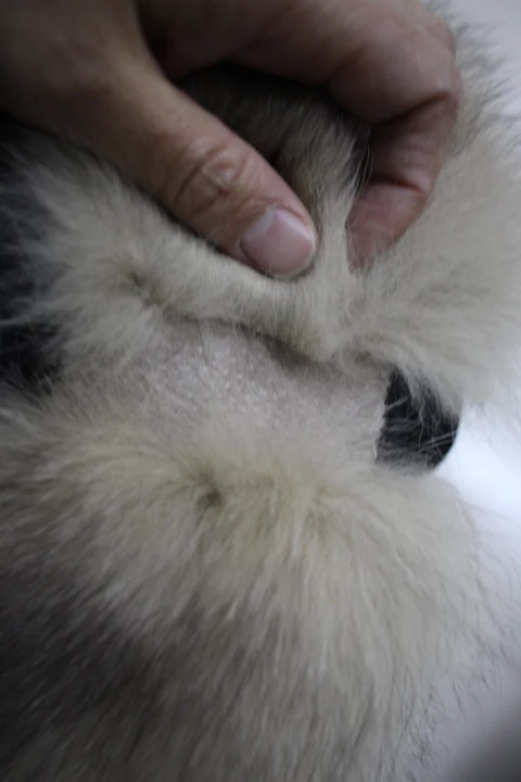 Женский/мягкий воротник из лисьего меха и кожи|collar fur|collar collarcollar fox |