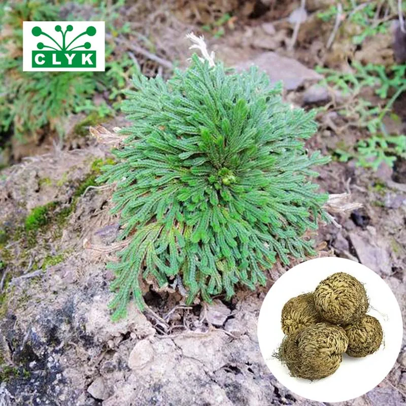 Волшебное растение воздушная папоротина мох селагинелла воскресения Роза