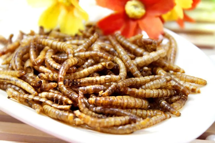 Сушеные mealworms Tenebrio хомяк arowana корм для рыбы черепаха еда myna птица еда
