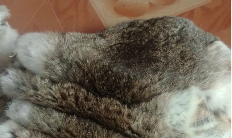 Крашеная меховая шкура/кроличья шкура | Дом и сад