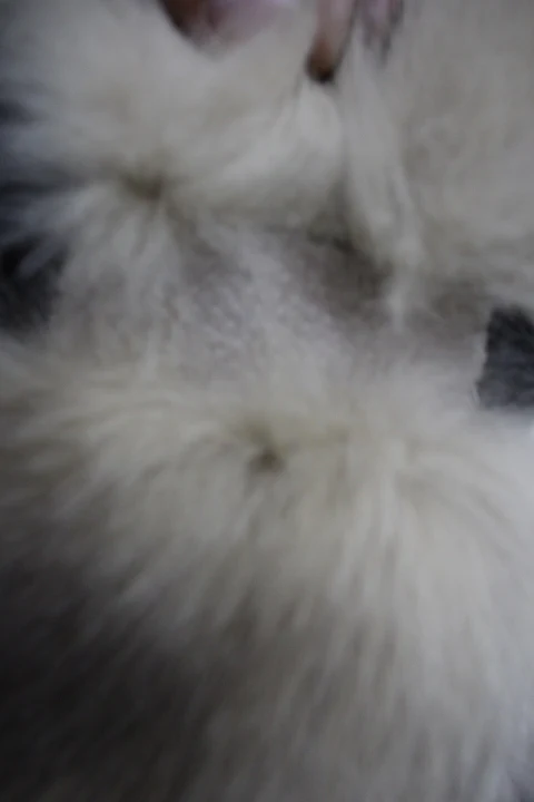 Женский/мягкий воротник из лисьего меха и кожи|collar fur|collar collarcollar fox |