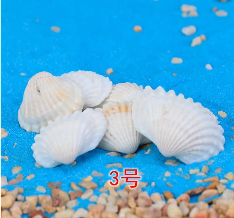Natural Mini Conch shell Miniature Garden Ornaments Micro landscape toys decoration Gifts DIY Fairy tale world CJ125 | Дом и сад