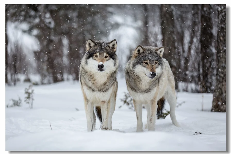 Пользовательские холст настенные фрески Прохладный Волк наклейки постер с