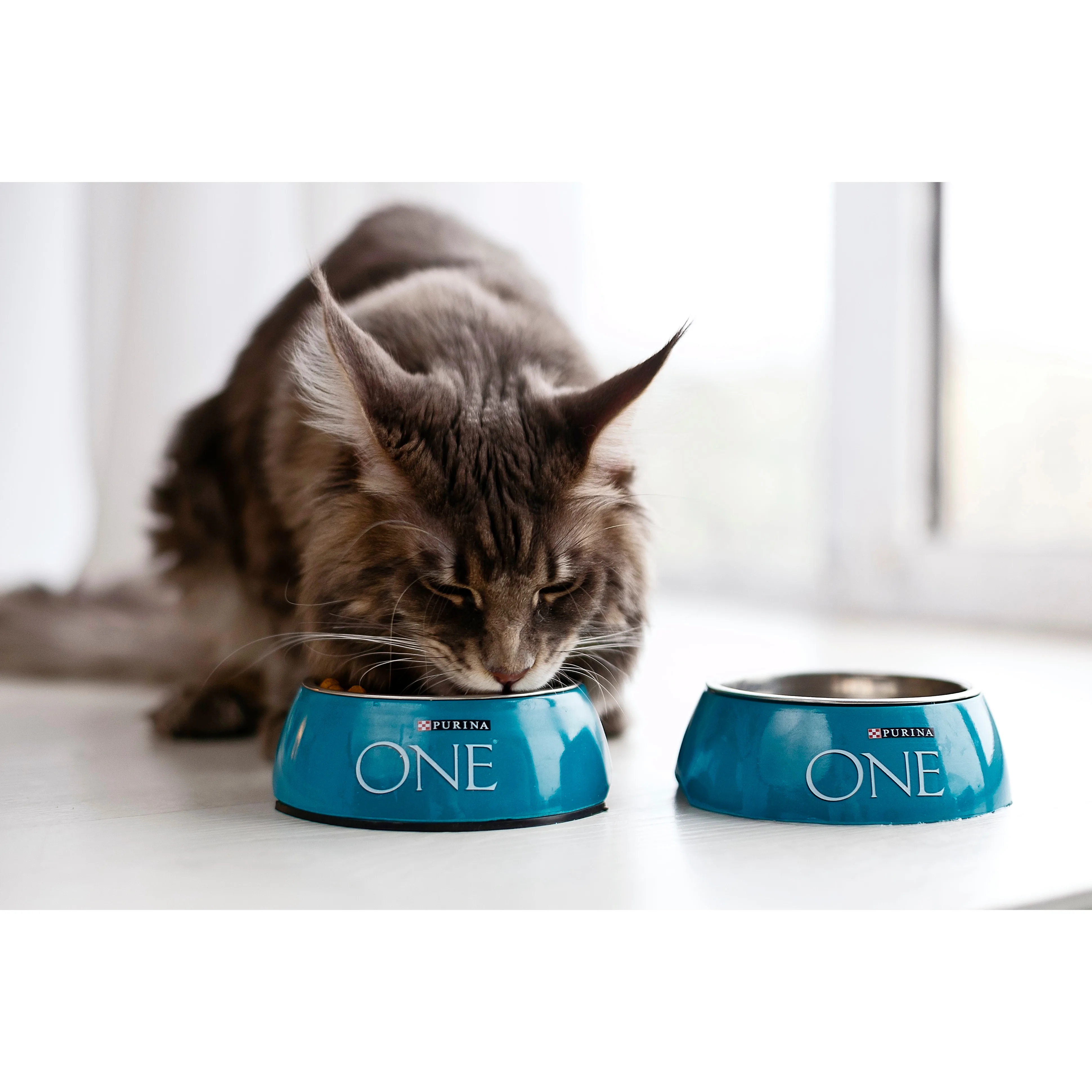 Сухой корм Purina ONE для домашних кошек с индейкой и цельными злаками Пакет 1 5 кг | Дом