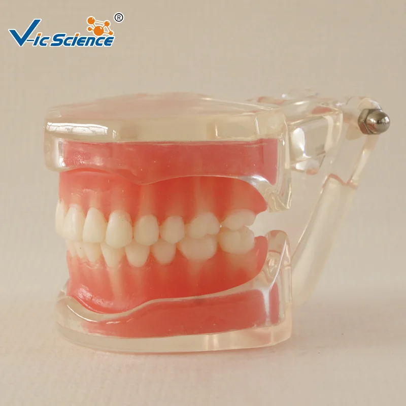 28 шт Стандартный Полный рот мягкая резинка съемные зубы модель|teeth model|teeth mouthteeth gum