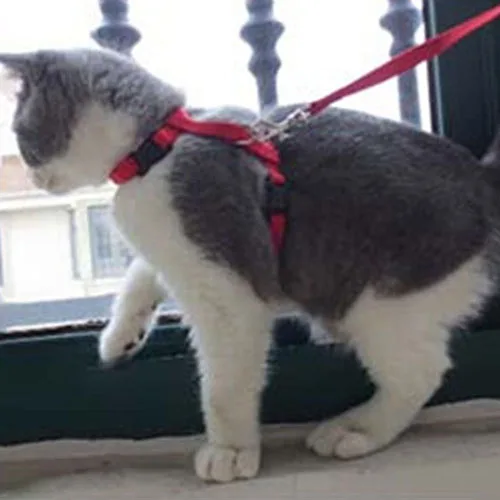 Регулируемый нейлоновый Cat щенок Pet Harness Воротник Ведущий Поводок тяги Детская