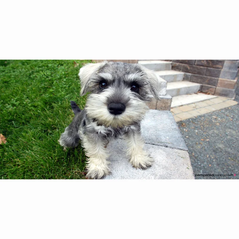 Пляжное полотенце 2018 новые банные полотенца для взрослых 70*140 см Schnauzer пляжное