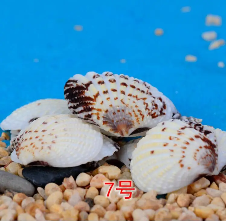 Natural Mini Conch shell Miniature Garden Ornaments Micro landscape toys decoration Gifts DIY Fairy tale world CJ125 | Дом и сад