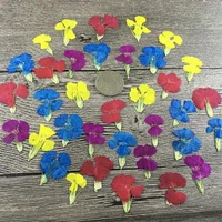 100pcs pressed dried dianthus chinensis flower for nail art epoxy resin pendant necklace jewelry making craft diy accessories
