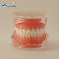 28 pcs standard full mouth soft gum removable teeth model