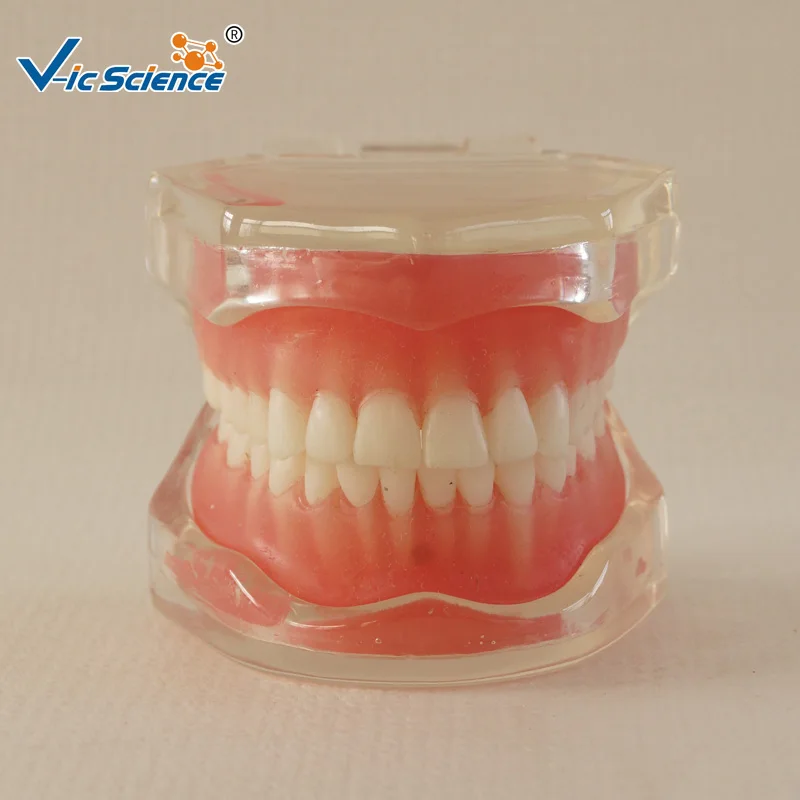 28 шт Стандартный Полный рот мягкая резинка съемные зубы модель|teeth model|teeth mouthteeth gum