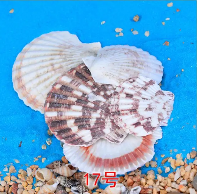 Natural Mini Conch shell Miniature Garden Ornaments Micro landscape toys decoration Gifts DIY Fairy tale world CJ125 | Дом и сад
