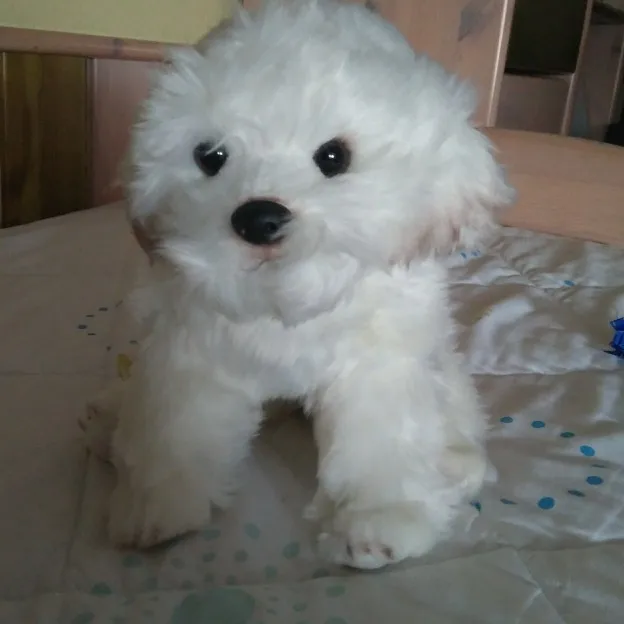 Juguete De Peluche De Cachorro Maltes Para Ninos Muneco De Peluche De Simulacion De Perro Bichon Regalo De Cumpleanos Peluches Y Munecos De Peluche Aliexpress