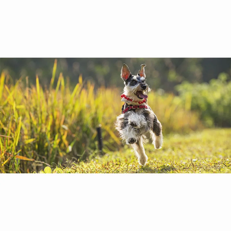 Пляжное полотенце 2018 новые банные полотенца для взрослых 70*140 см Schnauzer пляжное