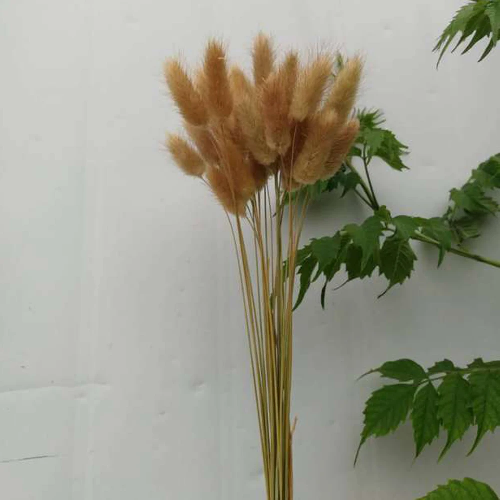 50 шт. Натуральные сушеные цветы красочные лагурус оватус настоящий букет цветов