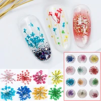 100pcs pressed dried ammi majus flower dry plants for nail art epoxy resin pendant necklace jewelry making craft diy accessories